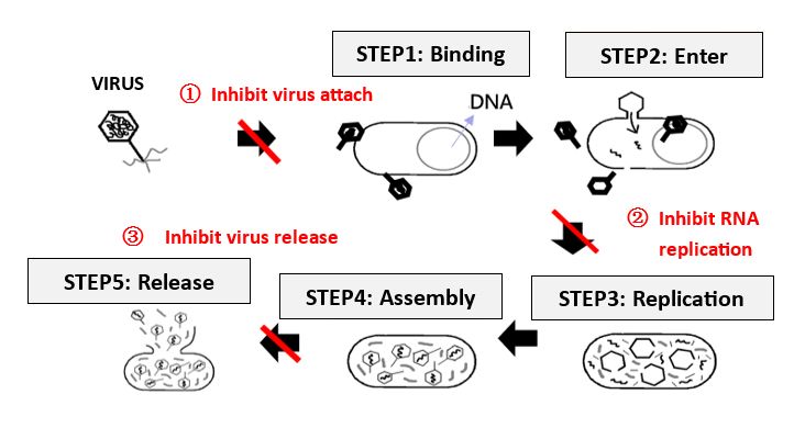 Jak Apogen® hamuje wpływ wirusa na komórkę gospodarza