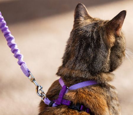 Повідковий шнурок для домашніх тварин з повідковим шлейфом та повідковим шлейфом для домашніх тварин